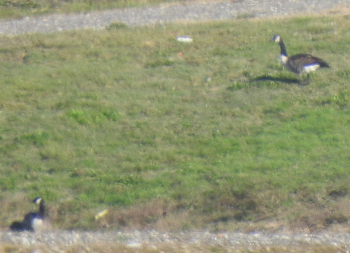 eBird Checklist 5 Nov 2022 Pickering Ponds, Rochester 28 species