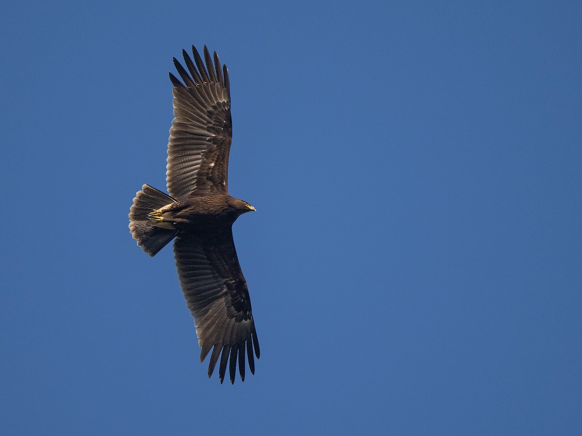 Greater Spotted Eagle - ML500811241