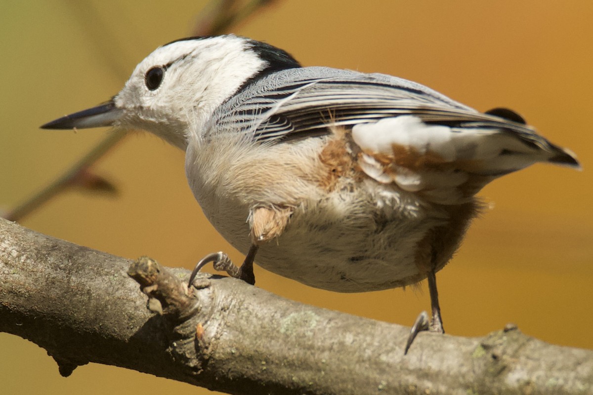 White-breasted Nuthatch - Joseph Coureur