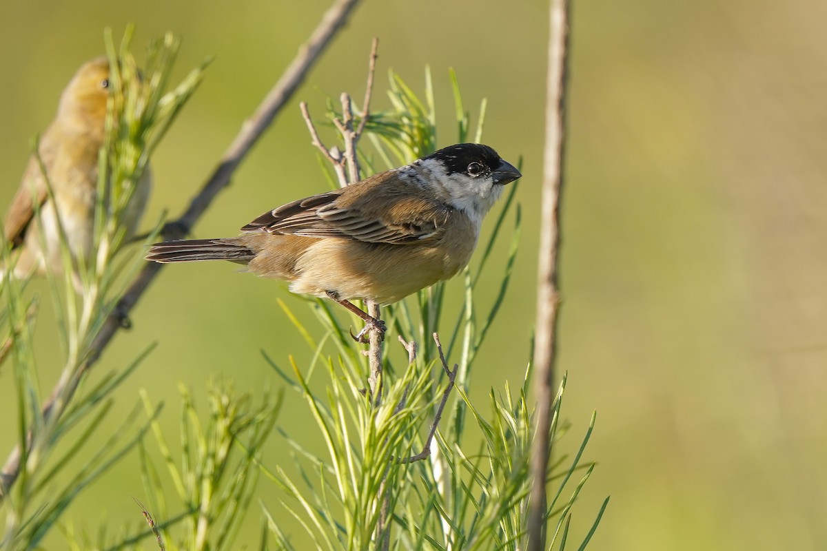 Pearly-bellied Seedeater - ML500825461