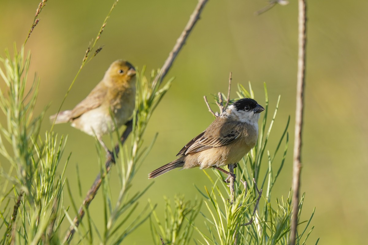 Pearly-bellied Seedeater - Luis Piñeyrua