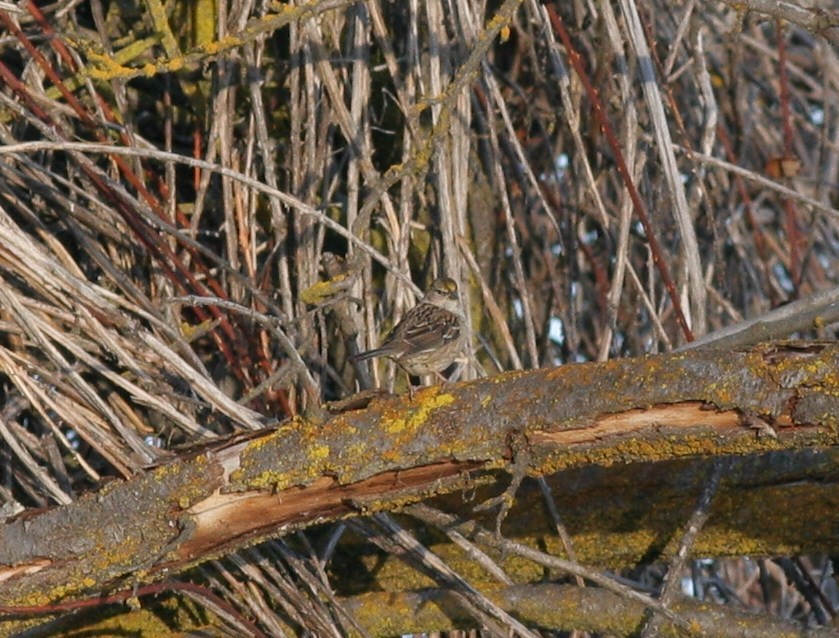Golden-crowned Sparrow - Matthew Bowman