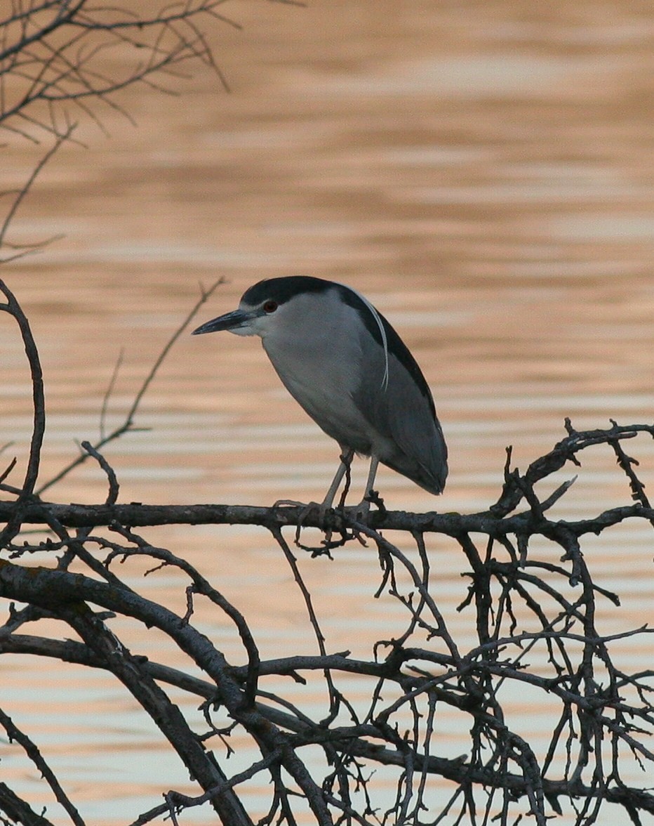 Black-crowned Night Heron - ML50082941