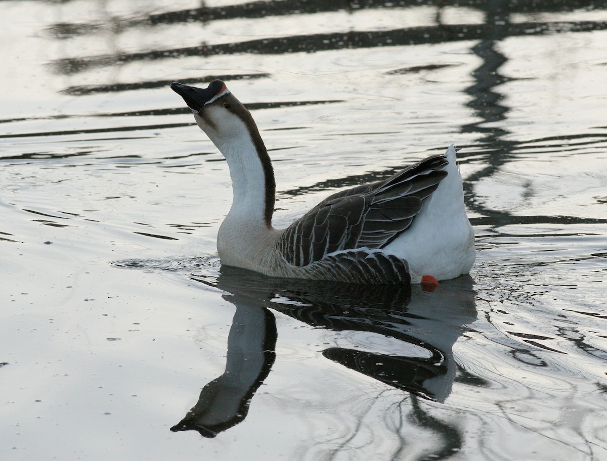 Swan Goose (Domestic type) - Matthew Bowman