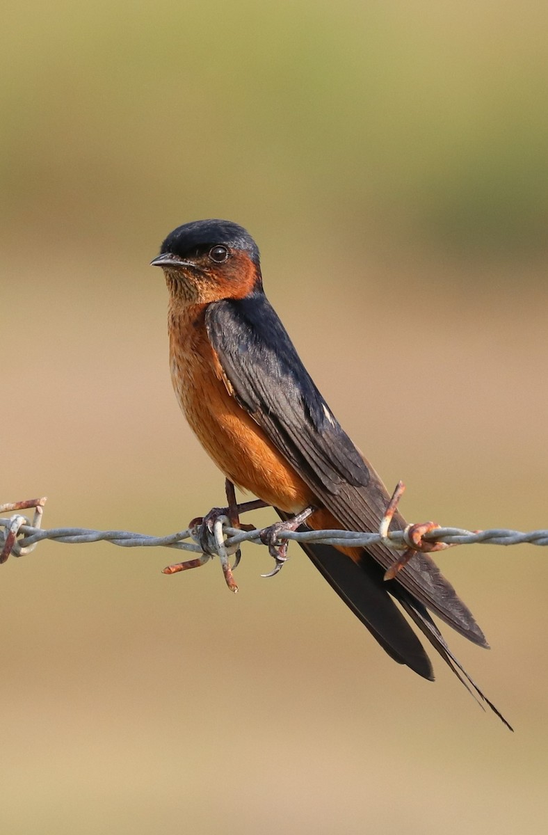 Sri Lanka Swallow - Alexander Cherinko