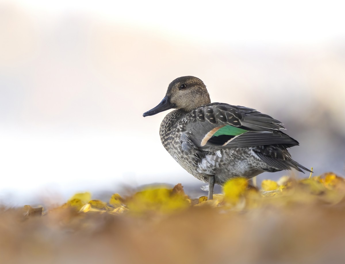 Green-winged Teal - ML500845441