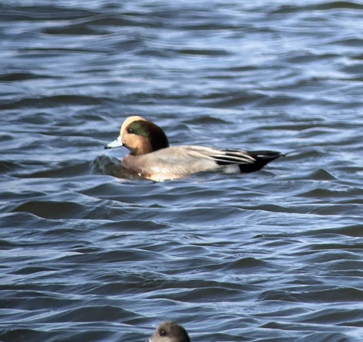 eBird Checklist 5 Nov 2022 - 1200
