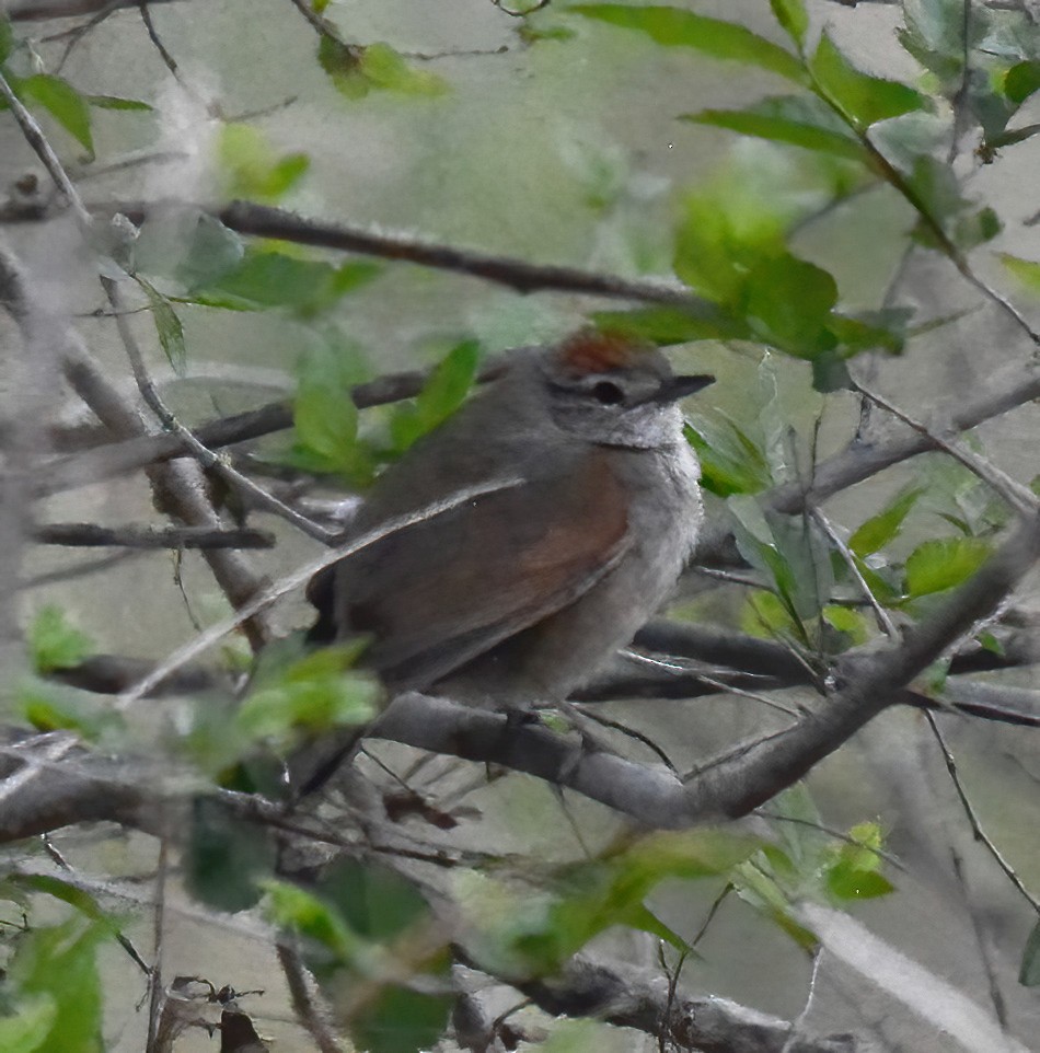Pale-breasted Spinetail - ML500861691