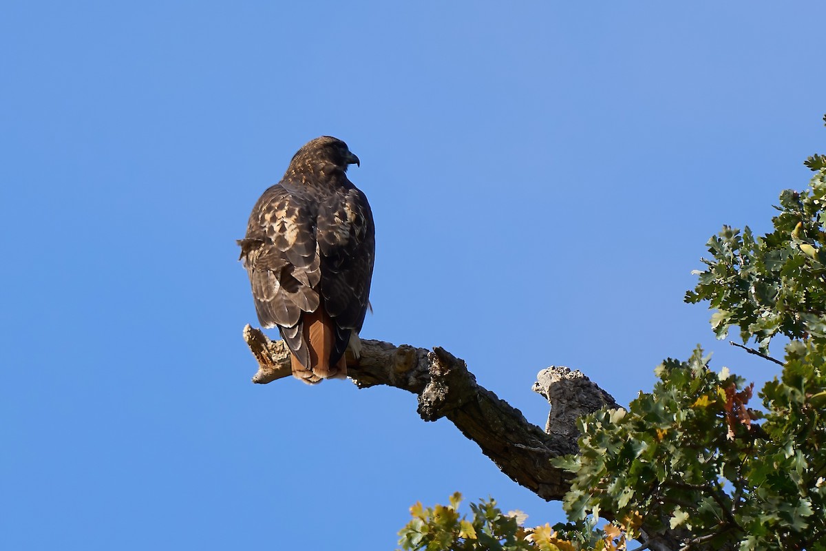 Red-tailed Hawk - ML500861801