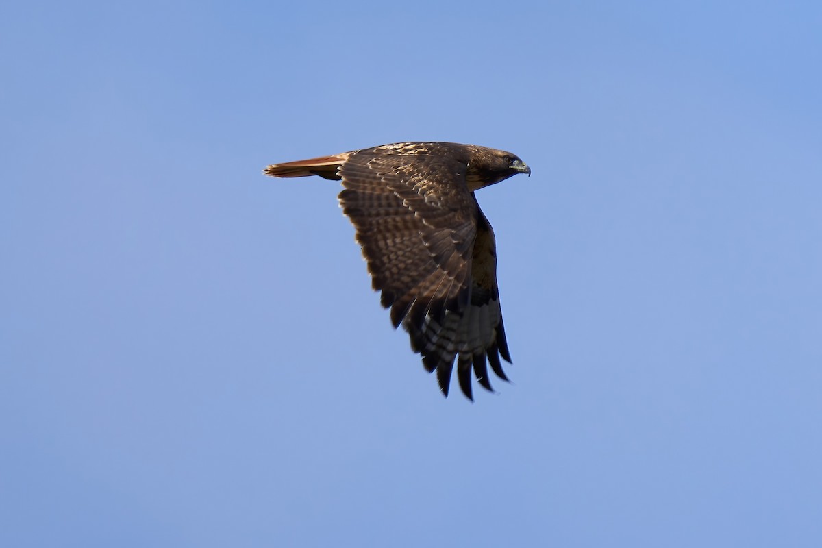 Red-tailed Hawk - ML500861811