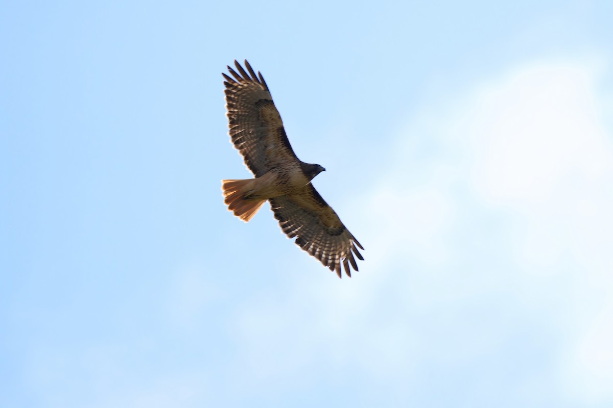 Red-tailed Hawk - ML500861821