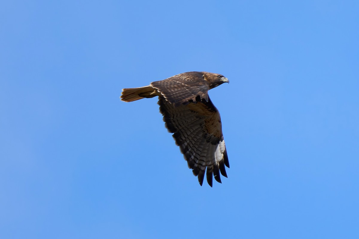 Red-tailed Hawk - ML500861831
