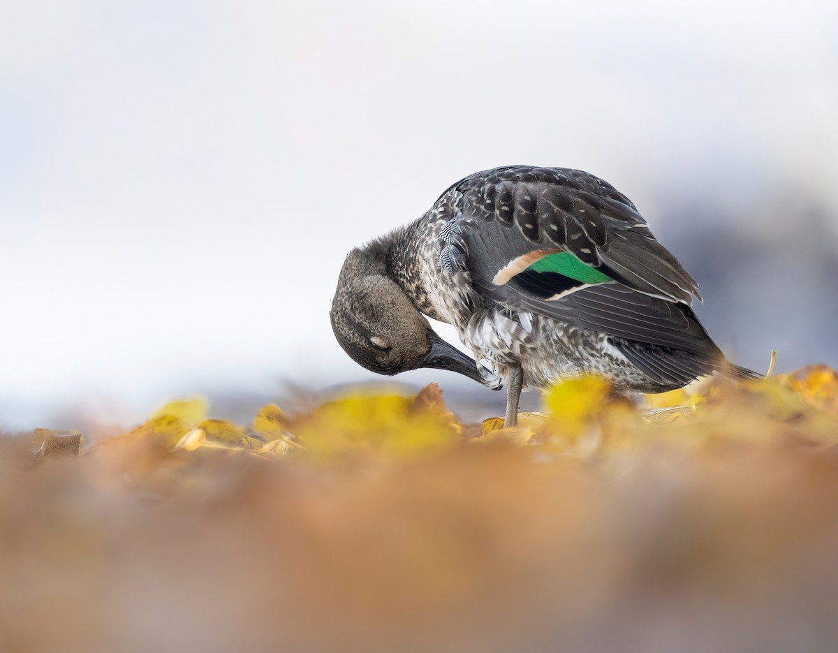 Green-winged Teal - ML500862071