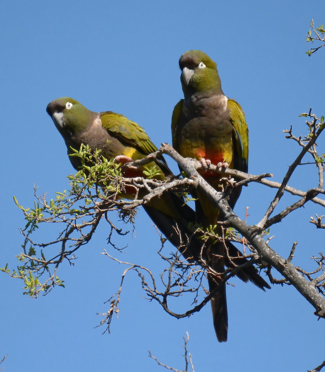 Patagonya Papağanı - ML500865081