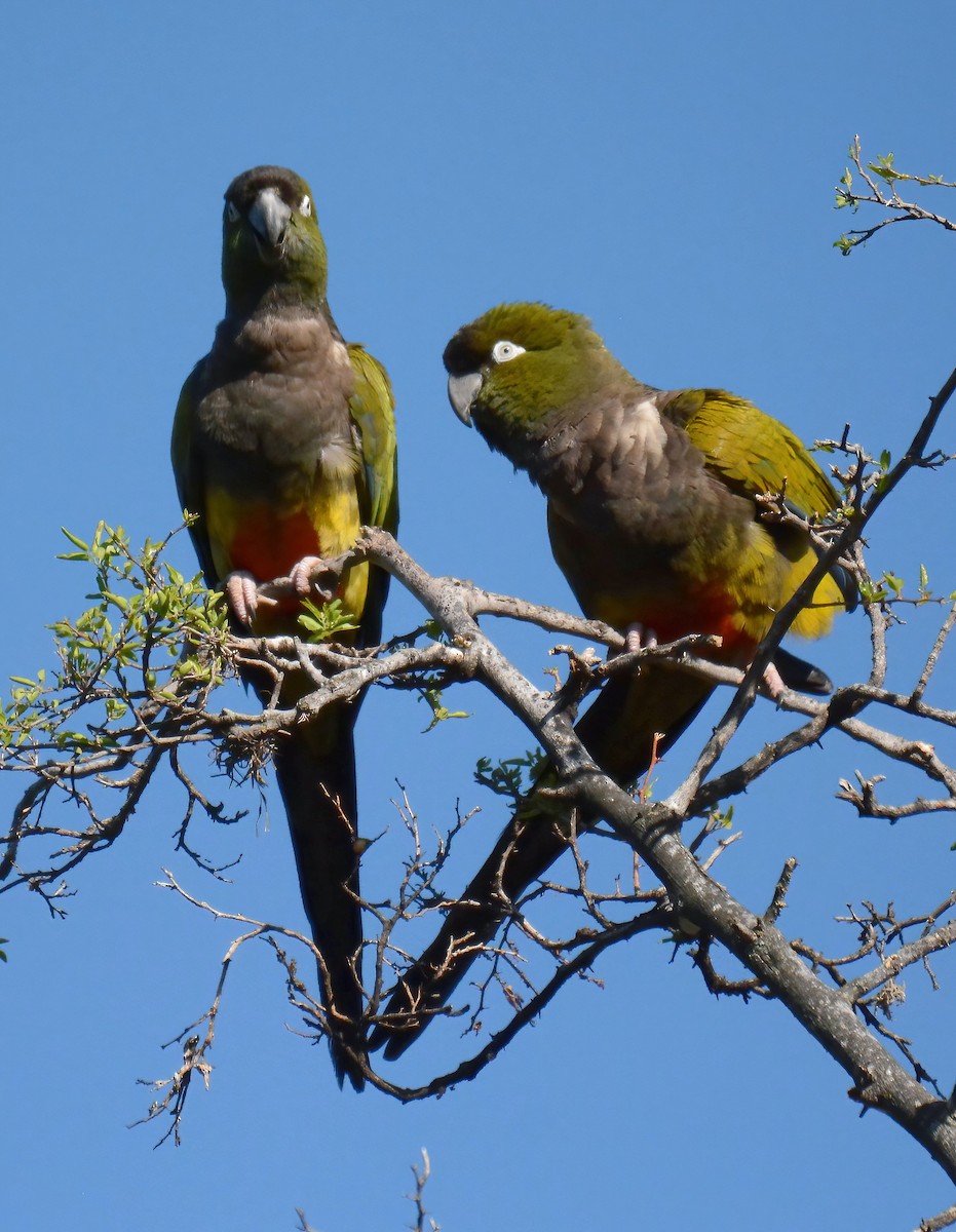 Patagonya Papağanı - ML500865451