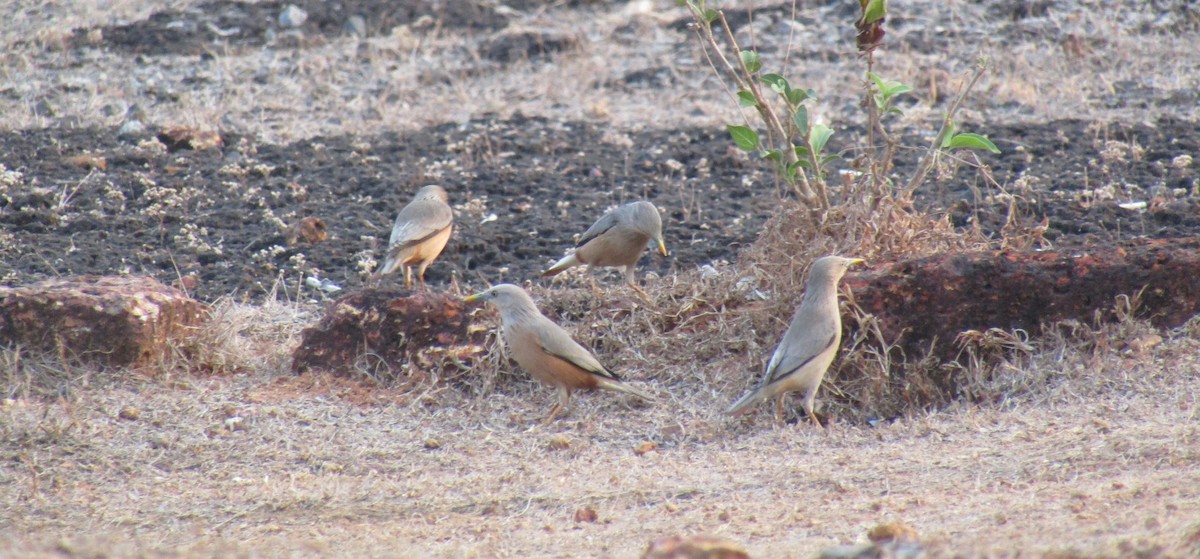 Chestnut-tailed Starling - Raju Kidoor