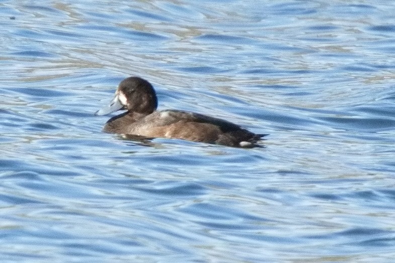 Greater Scaup - ML500867741