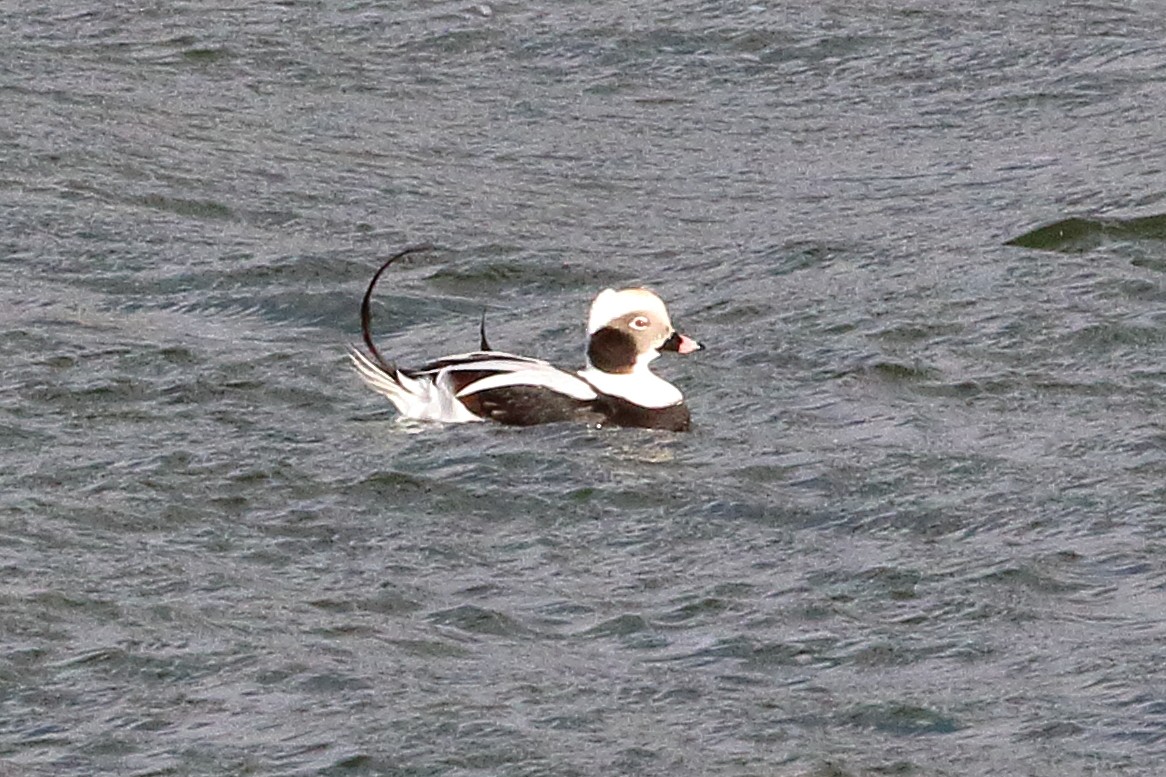 Long-tailed Duck - ML500870581