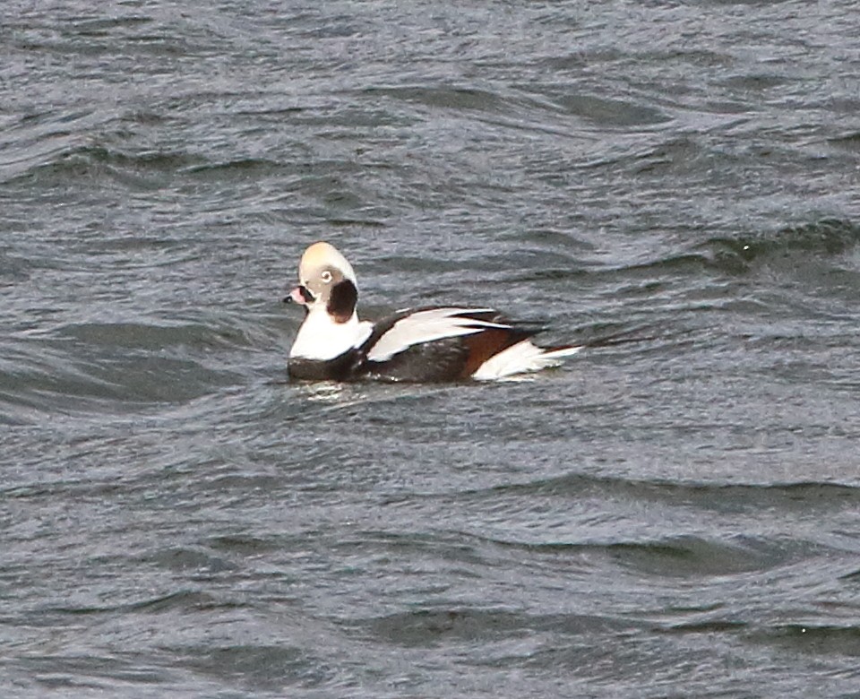 Long-tailed Duck - ML500870591