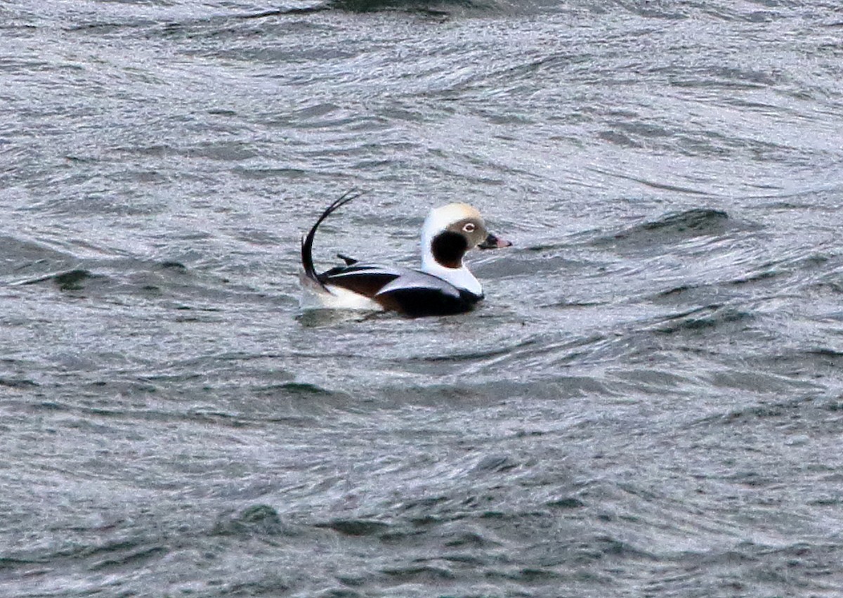 Long-tailed Duck - ML500870601