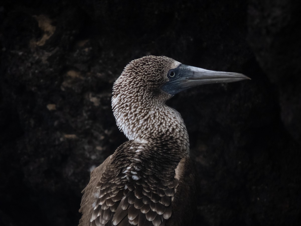 Blue-footed Booby - ML500872301