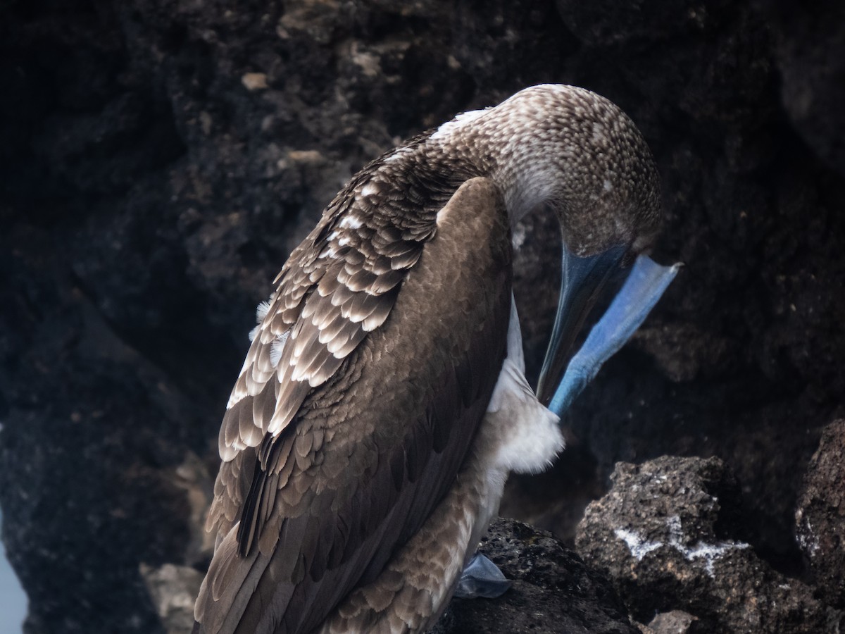Blue-footed Booby - ML500872321
