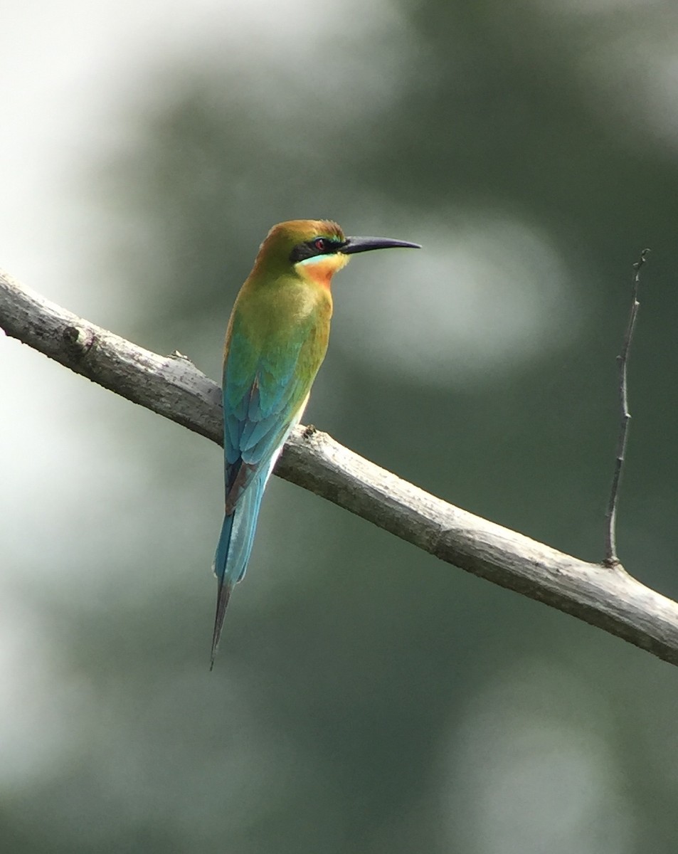 Blue-tailed Bee-eater - Martin Kennewell