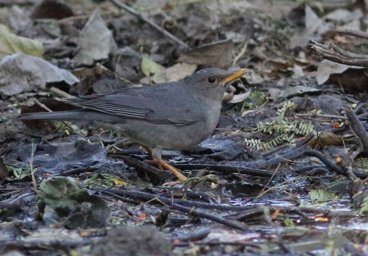 Tickell's Thrush - Able Lawrence