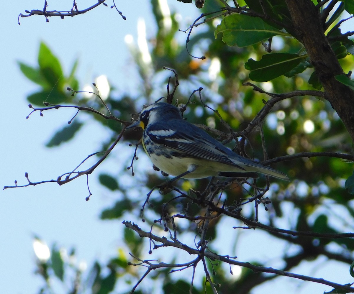 Yellow-throated Warbler (dominica/stoddardi) - Eric Hough