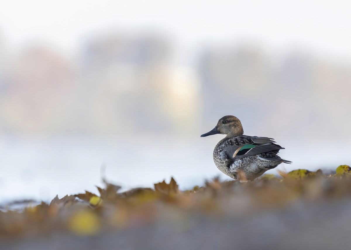 Green-winged Teal - ML500888321