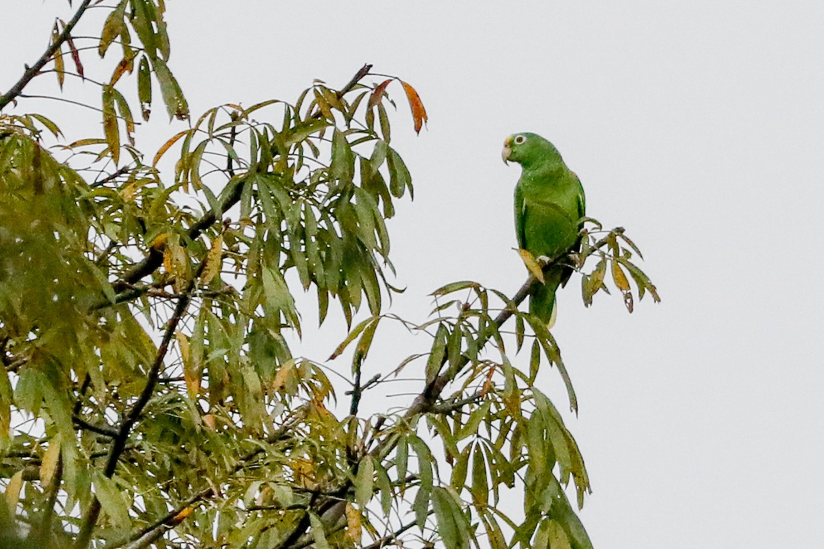 Yellow-crowned Parrot - ML500892241
