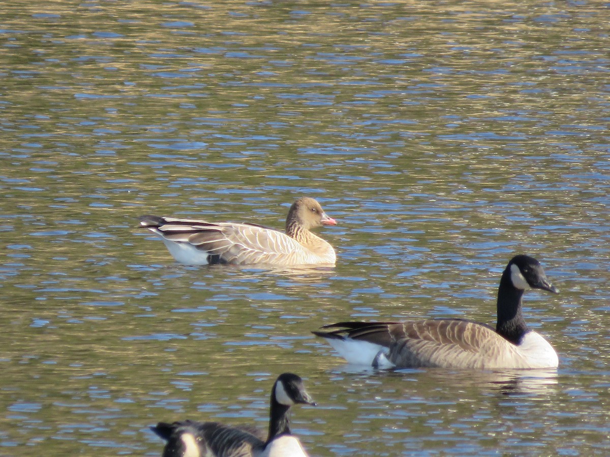 Pink-footed Goose - Richard Hartzell
