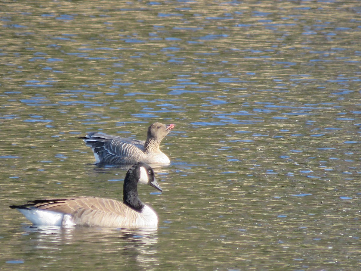 Pink-footed Goose - ML500896561