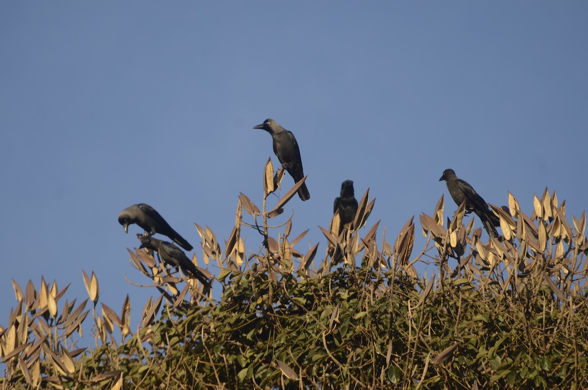 House Crow - Panchapakesan Jeganathan