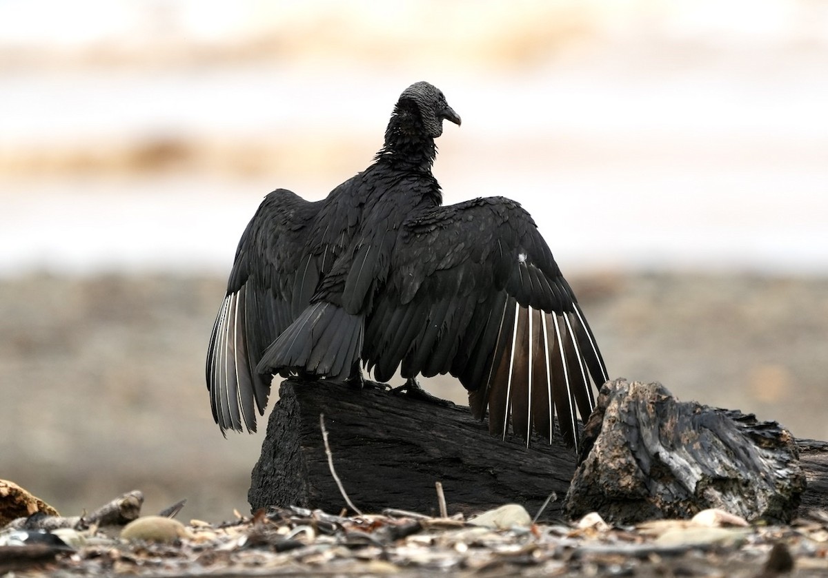 Black Vulture - ML500903401