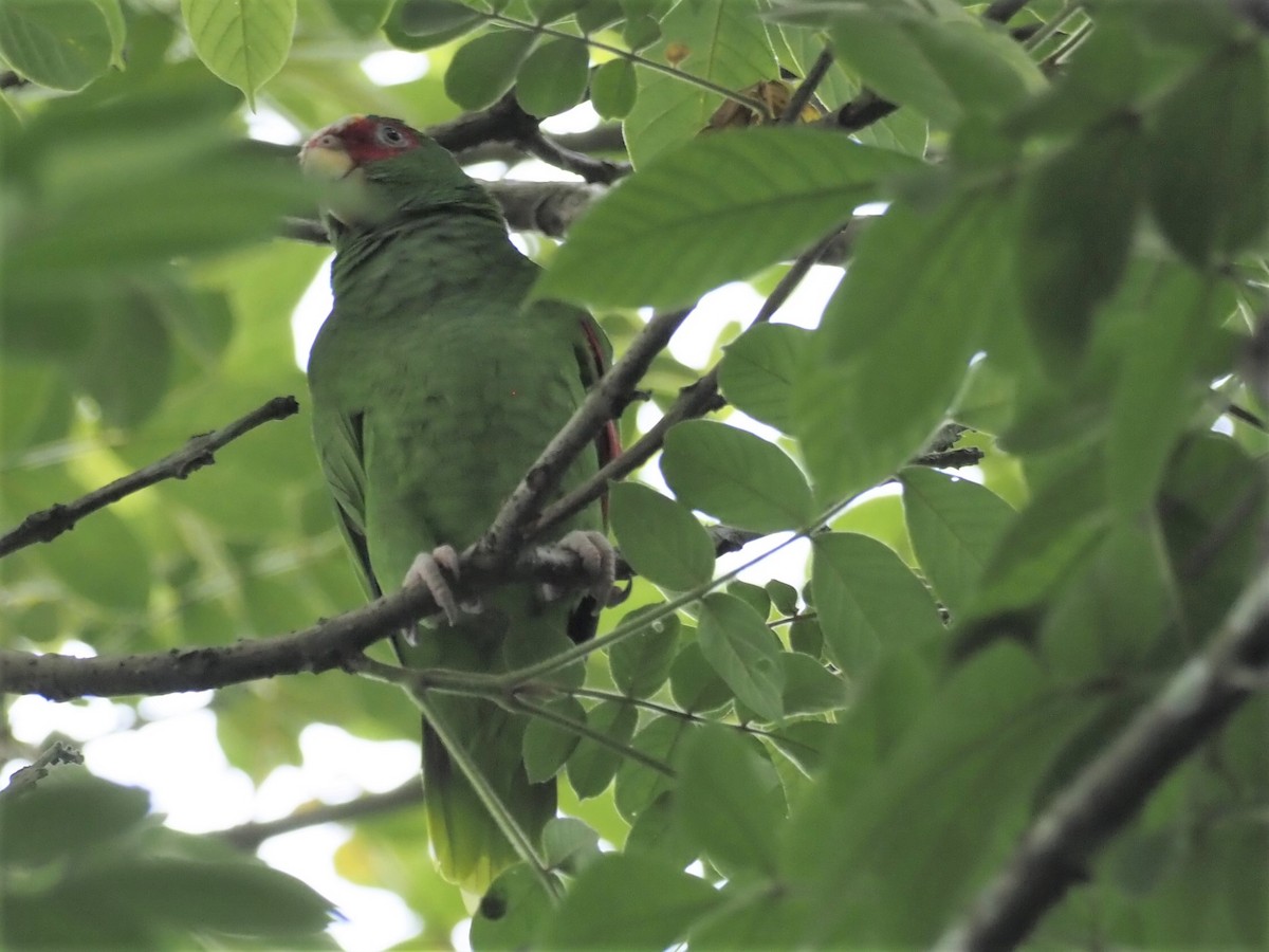 White-fronted Parrot - ML500907851