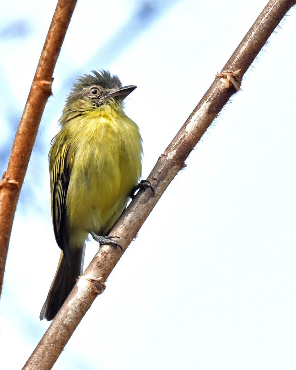 Gray-crowned Flatbill - ML500909351