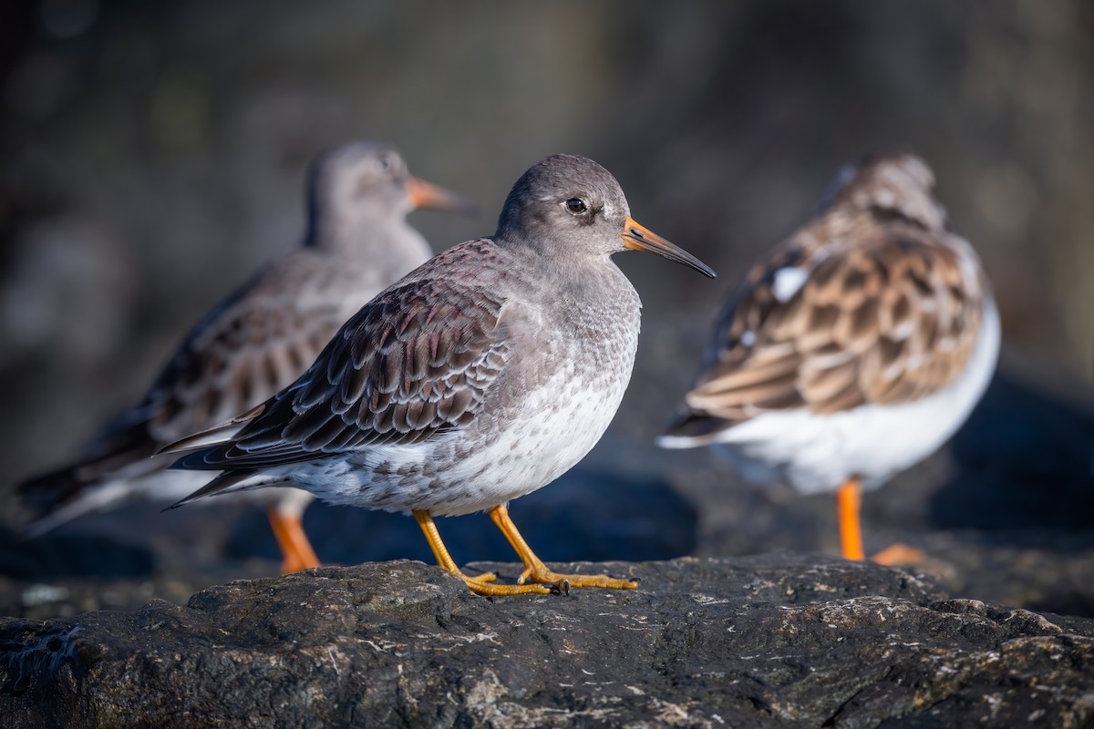 eBird Checklist 5 Nov 2022 Barnegat Lighthouse SP 31 species