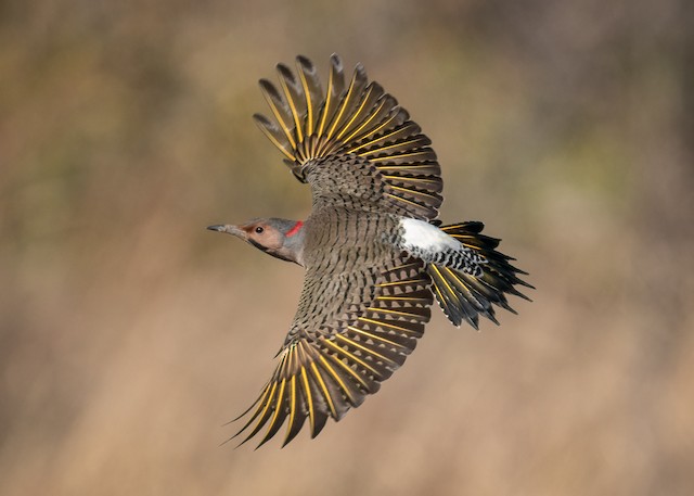 Formative male Northern Flicker (Yellow-shafted subspecies&nbsp;<em class="SciName notranslate">auratus</em> or&nbsp;<em class="SciName notranslate">luteus</em>).&nbsp; - Northern Flicker - 