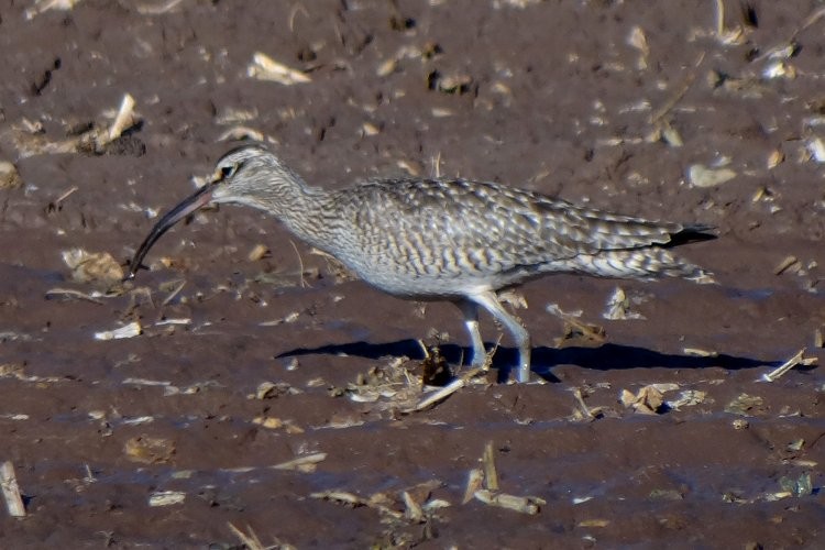 Whimbrel - Larry Neily