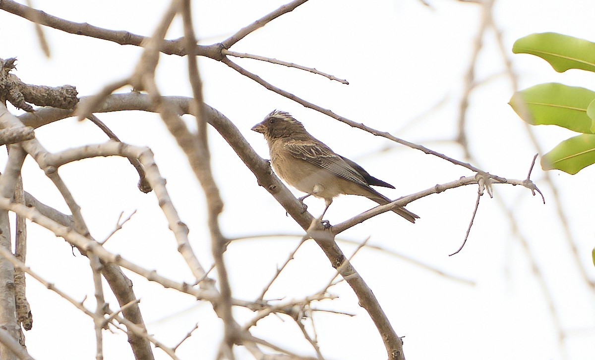 West African Seedeater - ML500924301