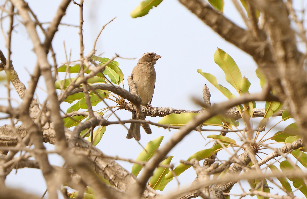 West African Seedeater - ML500924311