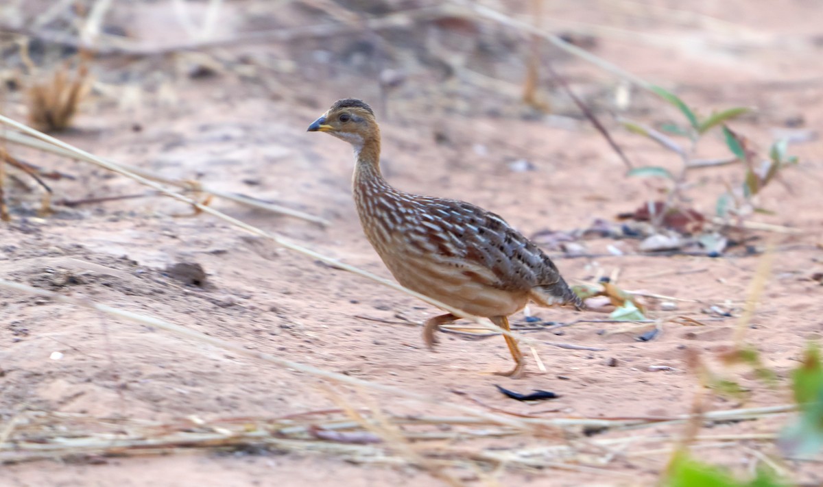 White-throated Francolin - ML500924421