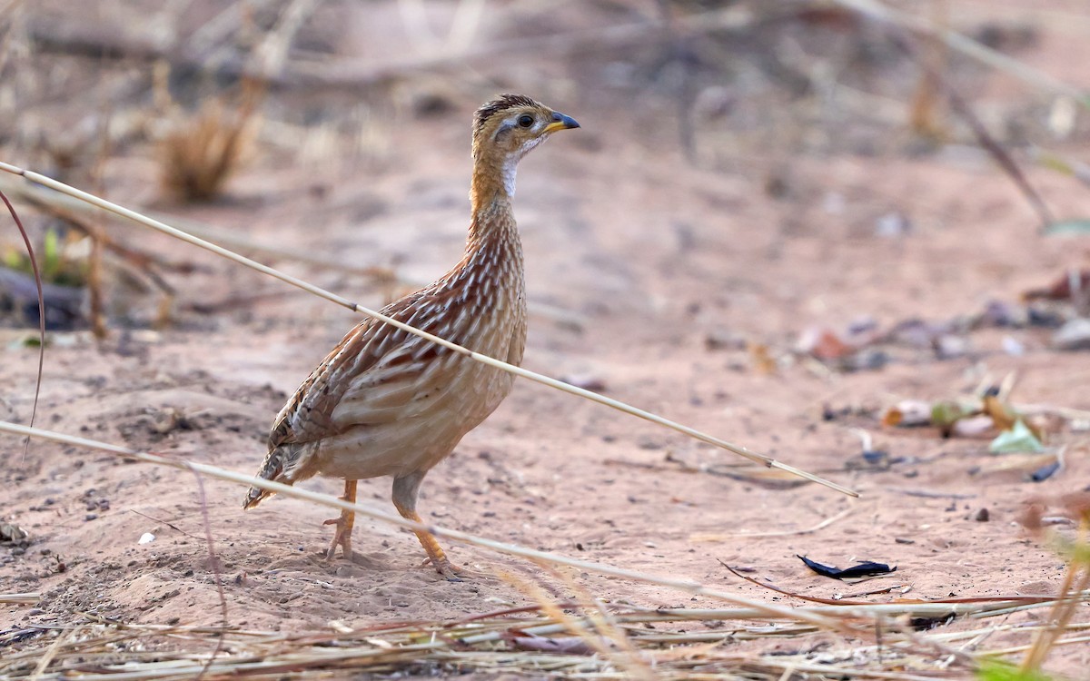 White-throated Francolin - ML500924431