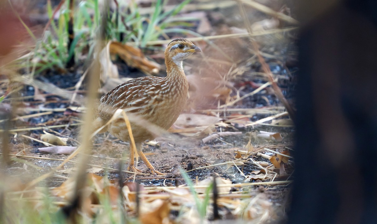 White-throated Francolin - ML500924441