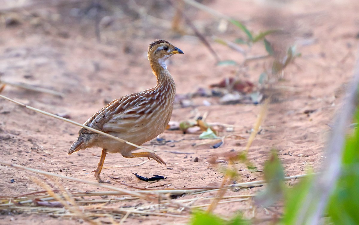 White-throated Francolin - ML500924451