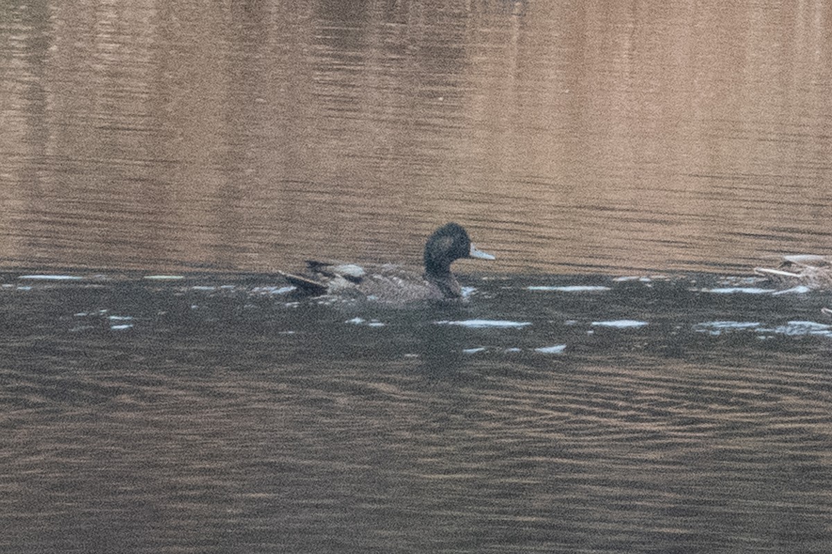 Greater Scaup - Andrew Bates