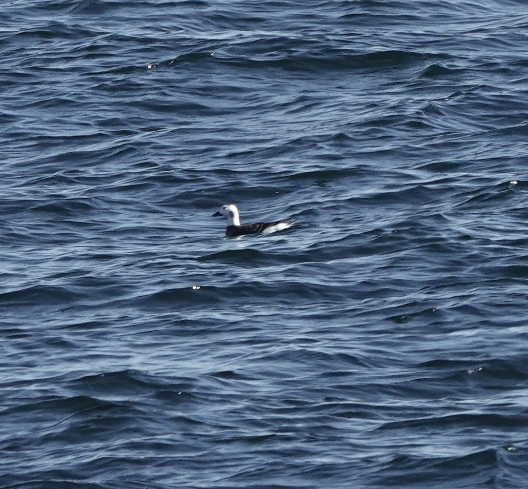 Long-tailed Duck - ML500929491