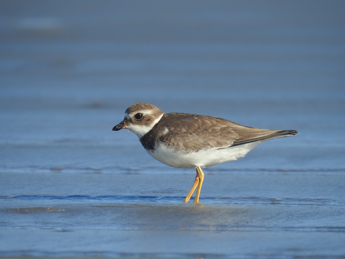 Semipalmated Plover - ML500931541