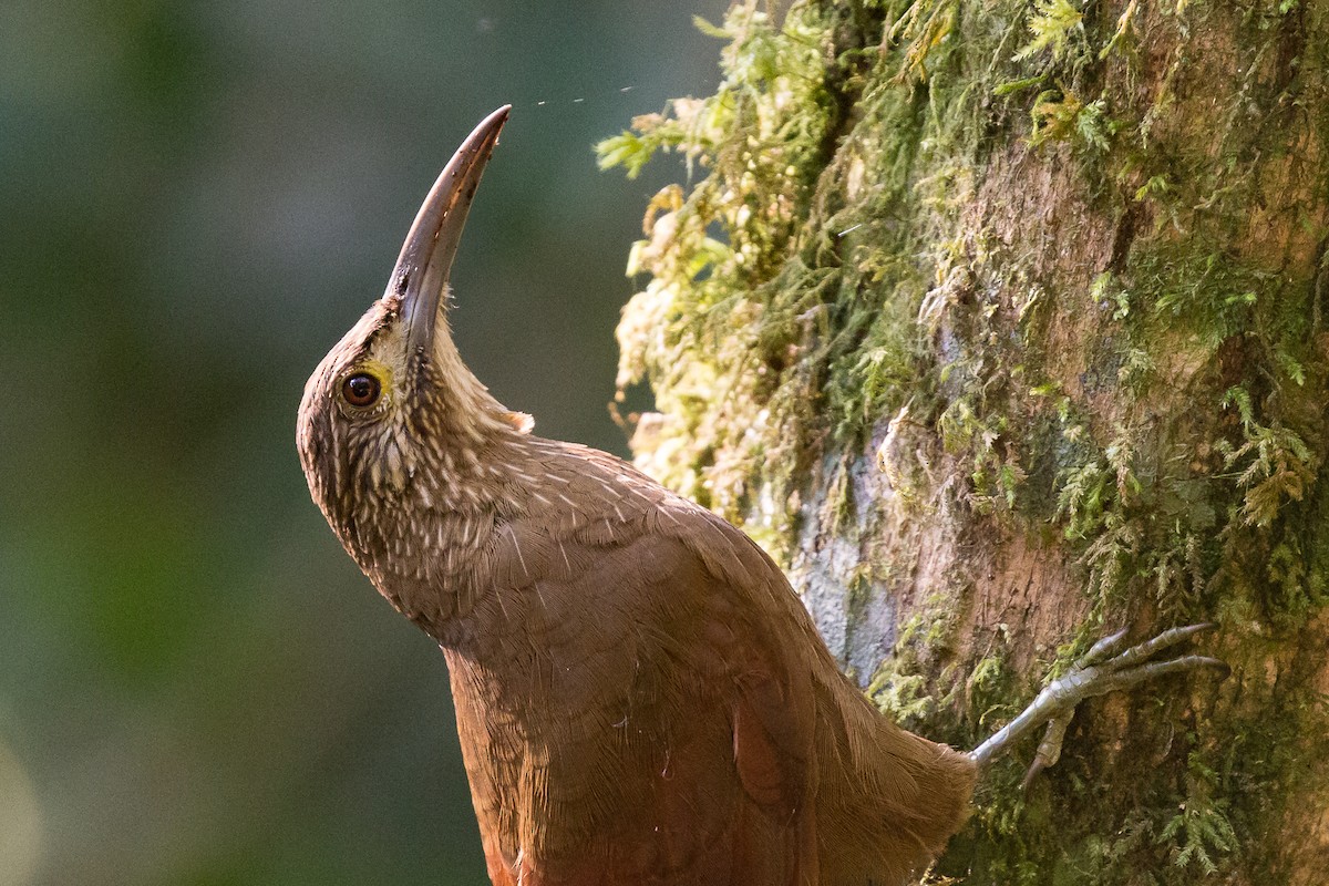 Strong-billed Woodcreeper - ML50093201